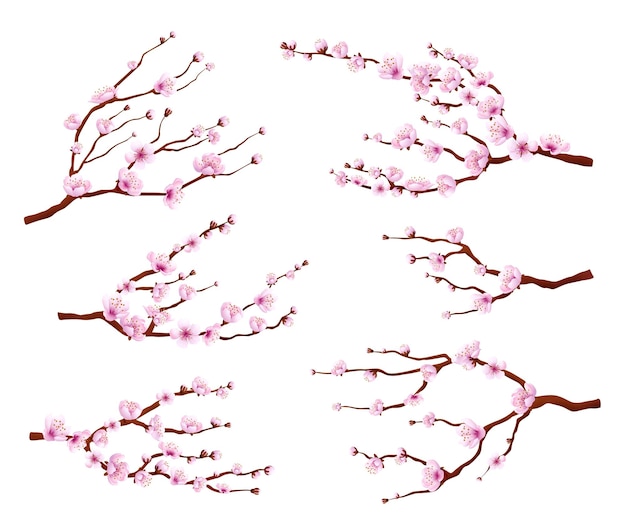 Blossom Sakura Japoński Kwiat Oddziałów Kwiatowy Sztuka Natura Drzewo Wiosna Festiwal Na Białym Tle Kwitnący Azjatycki Wiśnia Lub Brzoskwinia Elegancki Wektor Zestaw