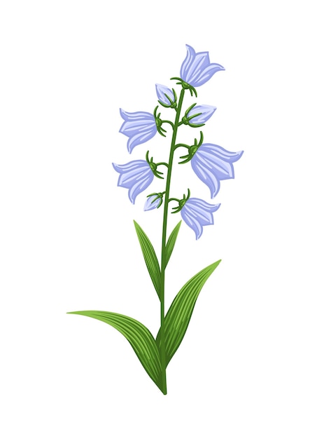 Bluebell Kwiat Kwiatowy Wzór Na Pocztówce Plakat Reklama Tkanina Dekoracyjna I Inne Zastosowania Wektor Izolowane Ilustracji Kwiatu Dzwonka