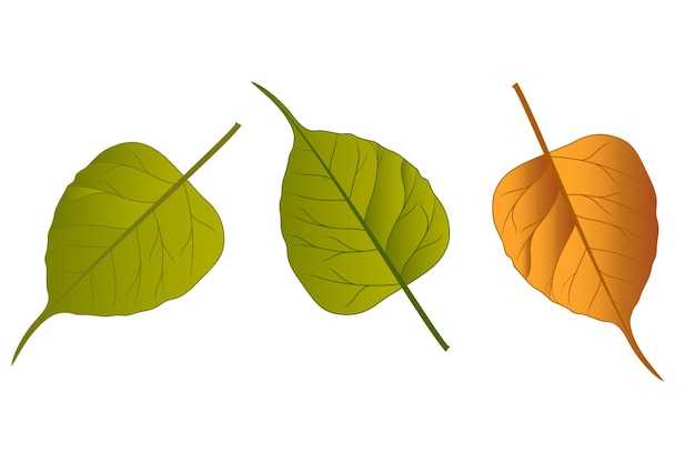 Bodhi Leaf Green Vector