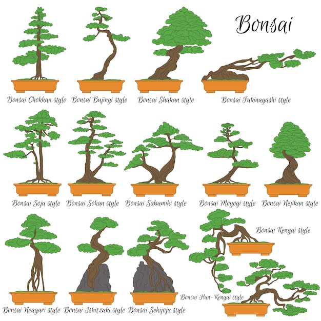 Bonsai Różne style miniaturowych drzewek Sztuka uprawy roślin karłowatych