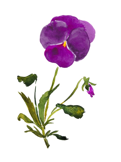 Plik wektorowy bratek ilustracja kwiat fioletowe fioletowe bratki kwitną kwiat akwarela ilustracja