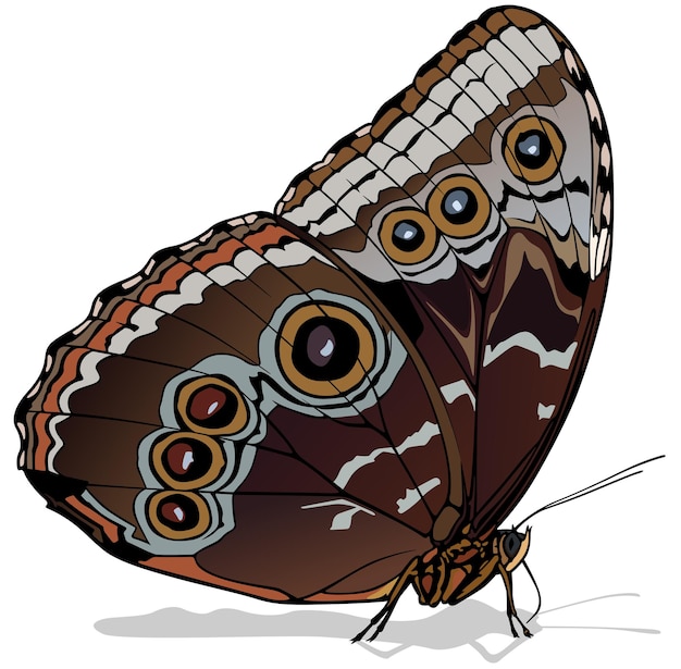 Brązowy Buckeye Motyl Junonia Coenia