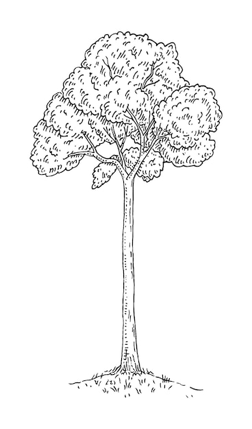 Brazylijskie Drzewo Orzechowe Z Liśćmi Vintage Grawerowanie Wektor Czarny Monochromatyczny