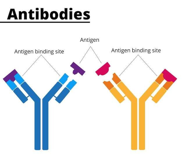 Budowa immunoglobulin. Przeciwciała z miejscem wiązania antygenu. Ilustracja dydaktyczna.