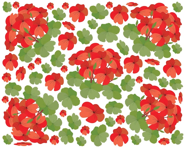 Plik wektorowy bukiet czerwonych kwiatów geranium na białym tle