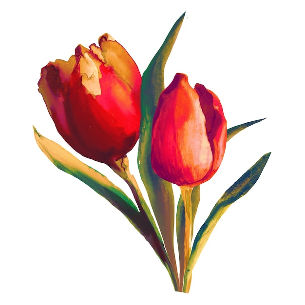Bukiet Kwitnących Kwiatów Czerwonych Tulipanów Akwarela Ilustracja