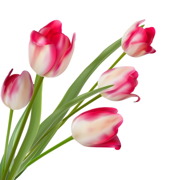 Bukiet trzech tulipanów na białym.