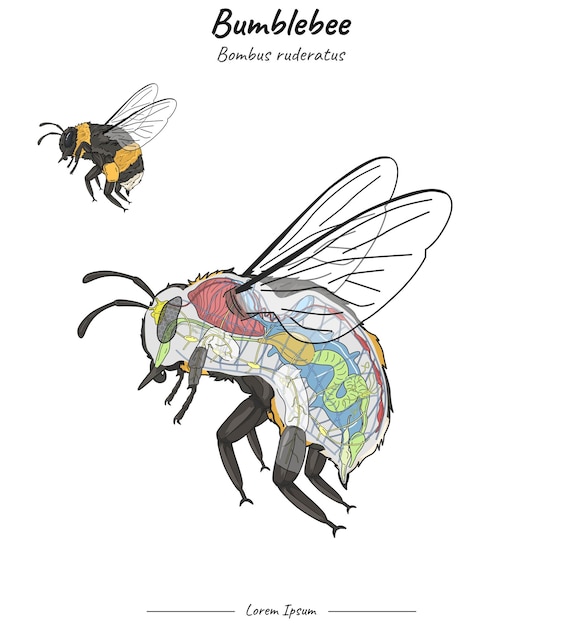 Bumblebee Bombus Ruderatus Anatomia Wewnętrzna I Ilustracja Ciała