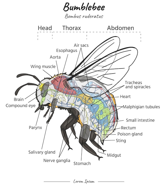 Plik wektorowy bumblebee bombus ruderatus anatomia wewnętrzna i ilustracja jego ciała z tekstem