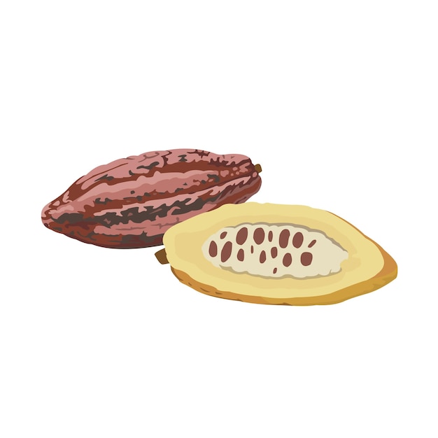 Cacao Fruit Vector Płaska Grafika 2d Hd