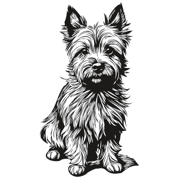 Cairn Terrier Pies Ołówek Rysunek Ręczny Rysunek Wektorowy Ilustracja Konturów Logo Twarzy Zwierzęcia Rysunek Szkic Czarno-biały