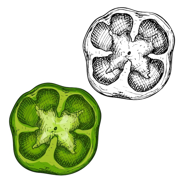 Cała Słodka Zielona Papryka Wektor Ilustracja Kolor Rocznika Kreskowania