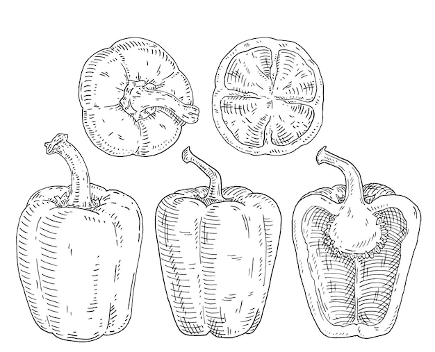 Całe I Pół Słodka Papryka Vintage Grawerowanie Wektor Czarny Ilustracja