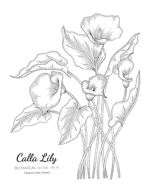 Calla Lily Kwiat I Liść Botaniczna Ilustracja.