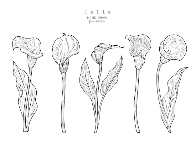 Callas Kwiat Zestaw Graficzny Czarny Biały Na Białym Tle Szkic Ilustracji Wektorowych