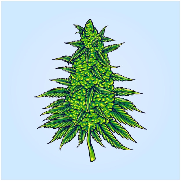 Plik wektorowy cannabis sativa szczepy botaniczne ilustracje pąków kwiatowych