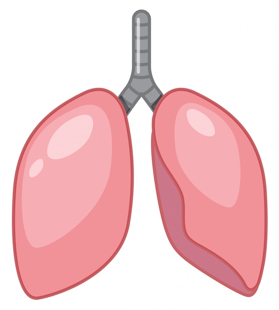 Cartoon Human Lung