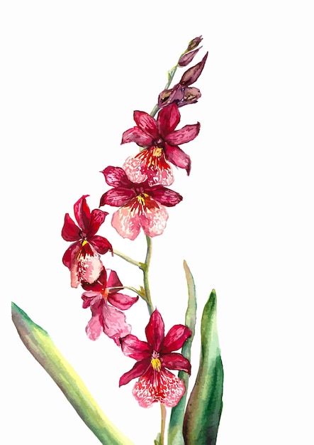 Cattleya orchidea kwiat botaniczny czerwony akwarela ilustracja egzotyczna roślina kwiatowy wzór