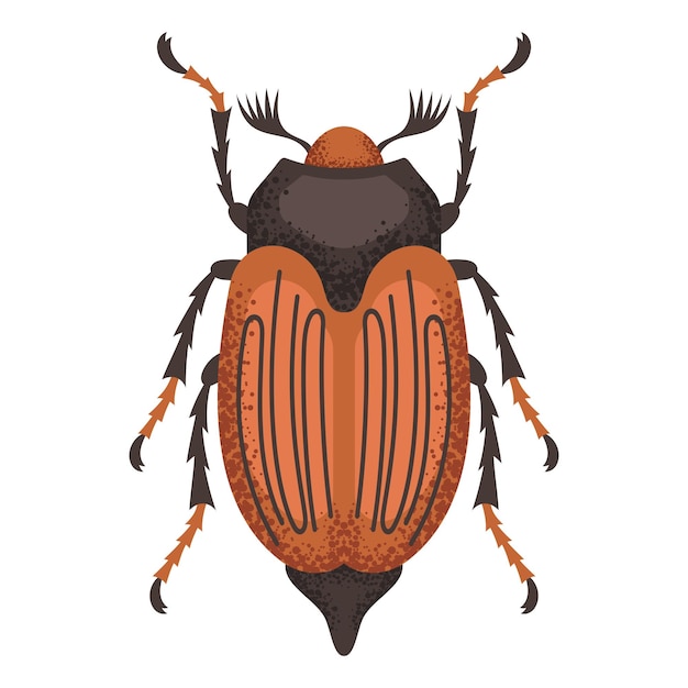 Chafer