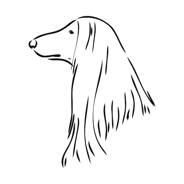 Chart Afgański Czarno-biały Rysunek Graficzny Psa