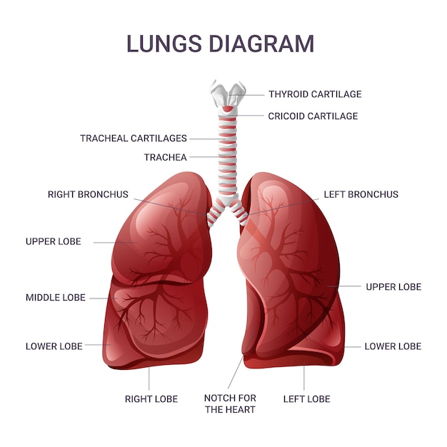 Chartka anatomiczna ludzkich płuc Ilustracja wektorowa wyizolowana