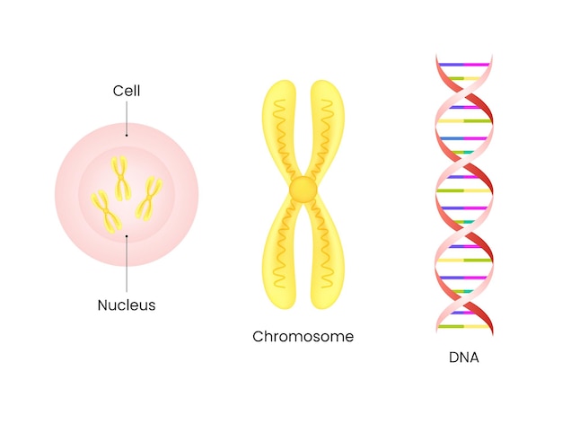 Chromosom jądra komórkowego i struktura DNA