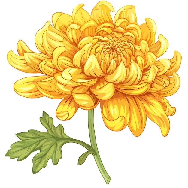 Plik wektorowy chrysanthemum flower