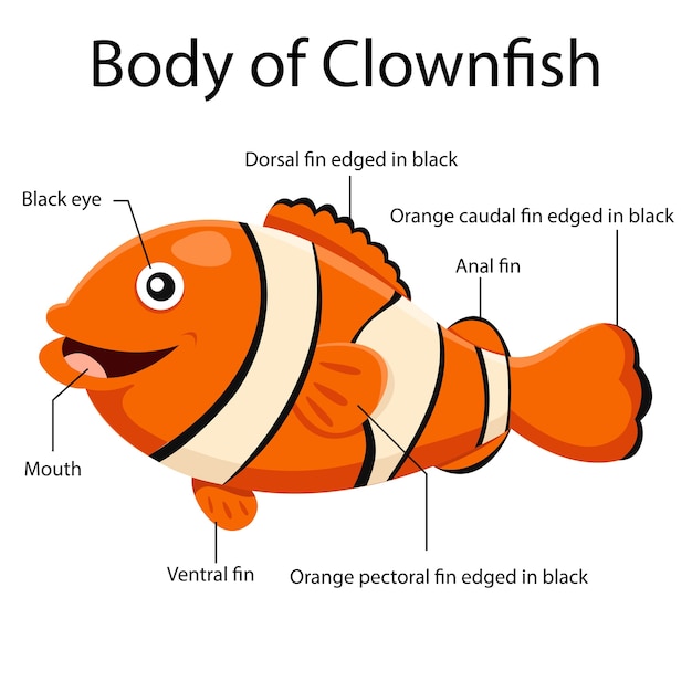 Ciało Ilustratora Clownfish