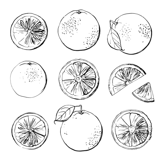 Citrus Czarna Linia Narysowana Na Białym Tle Kolor Wektor Rysunek Owoców Kaffir Limonka Pomelo Grejpfrut Pomarańczowy Mandarynka