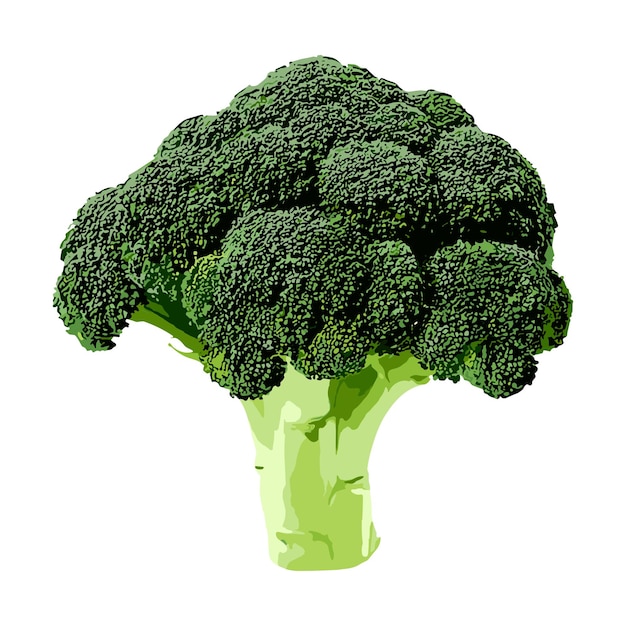 Plik wektorowy clip art vector broccoli