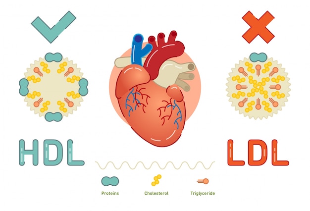 Co To Jest Lipoproteina