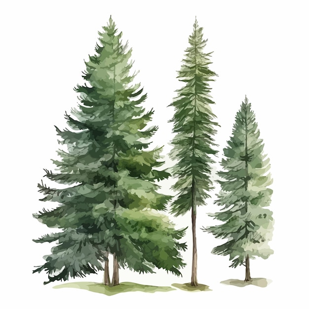 Coniferous_forest_watercolor_illustration_set