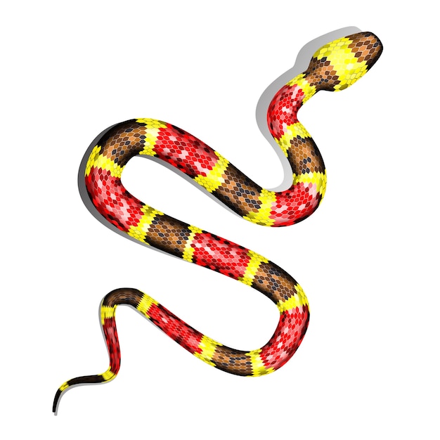 Coral Snake lub Micrurus na białym tle