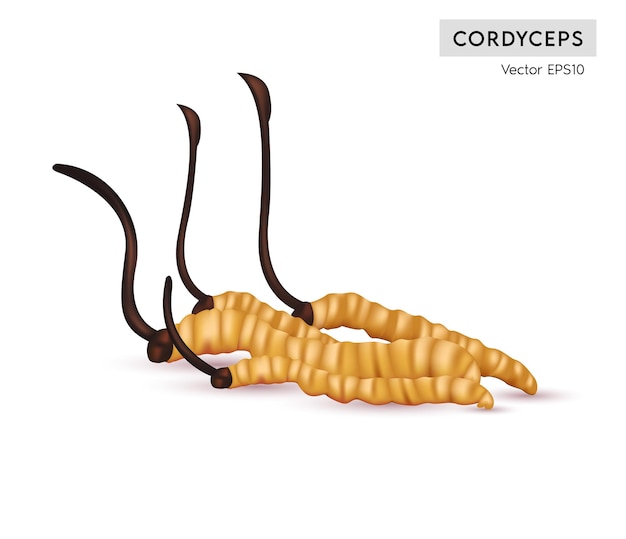 Cordyceps Sinensis Tradycyjne Chińskie Zioła To Grzyb, Którego Używa Się W Medycynie