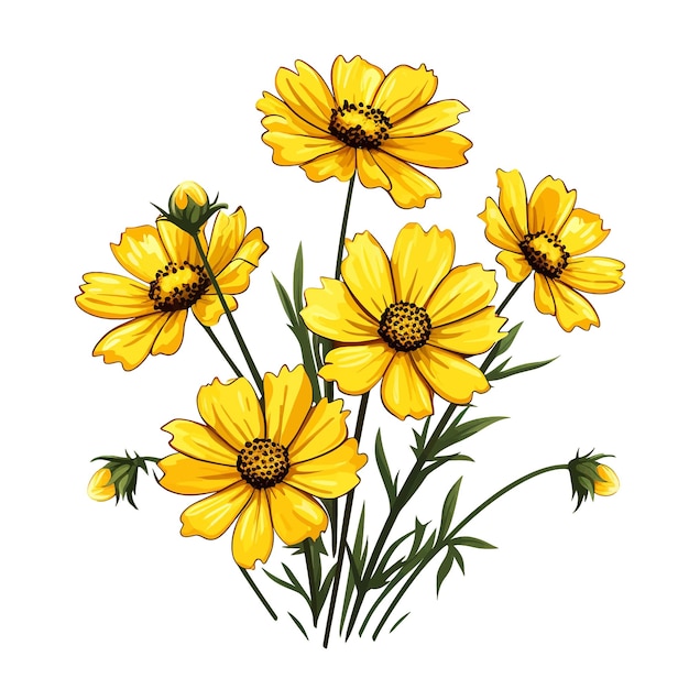 Coreopsis Kwiat Wektor Clipart Białe Tło