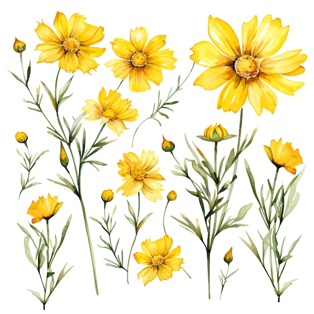 Coreopsis Kwiat Wektor Clipart Białe Tło