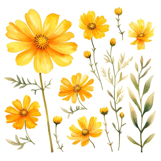 Plik wektorowy coreopsis kwiat wektor clipart białe tło