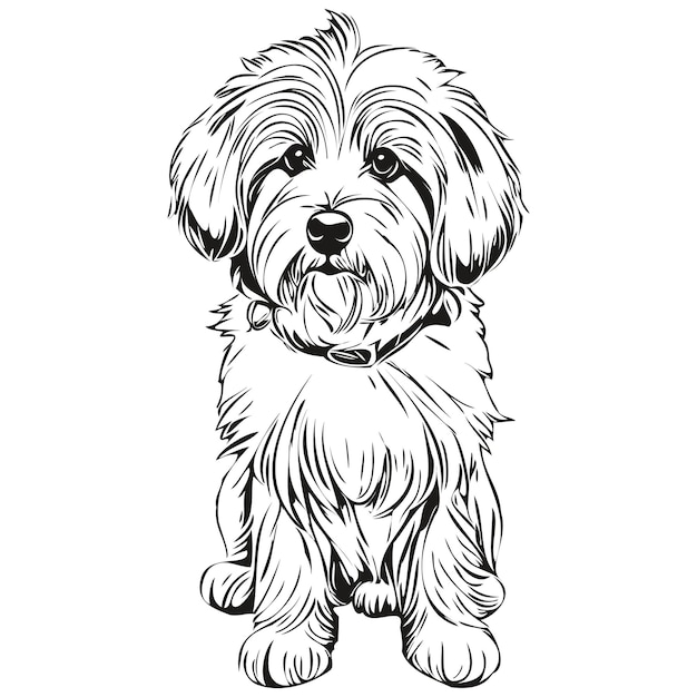 Plik wektorowy coton de tulear wektorowy rysunek twarzy psa szkic portretu w stylu vintage przezroczysty tło ilustracja postaci psa