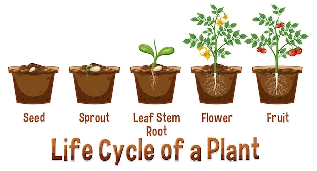 Plik wektorowy cykl życia diagramu rośliny