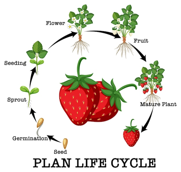 Plik wektorowy cykl życia schematu truskawek
