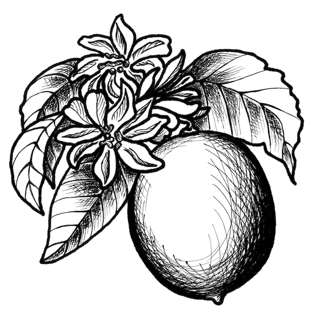 Cytryna z liśćmi i kwiatami EPS botaniczna grafika czarno-biała ilustracja