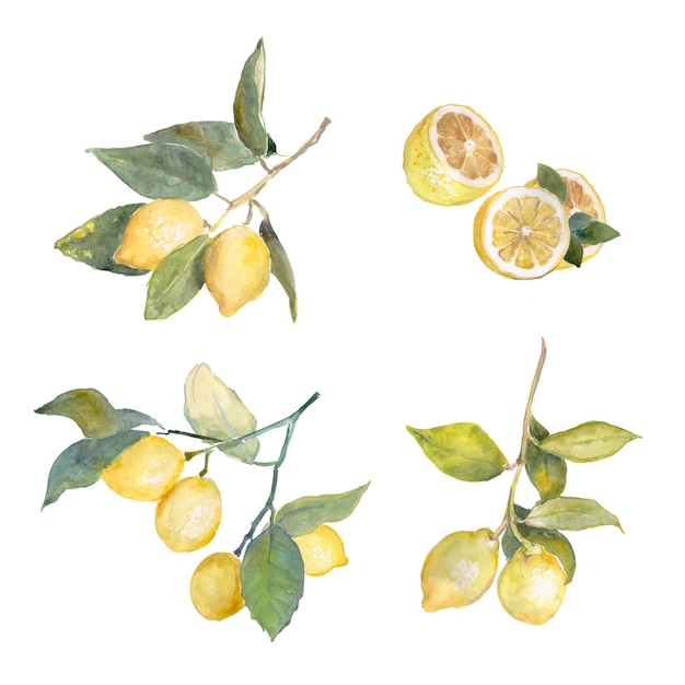Cytryny, żółte Owoce, Gałązki Cytryny, Akwarele