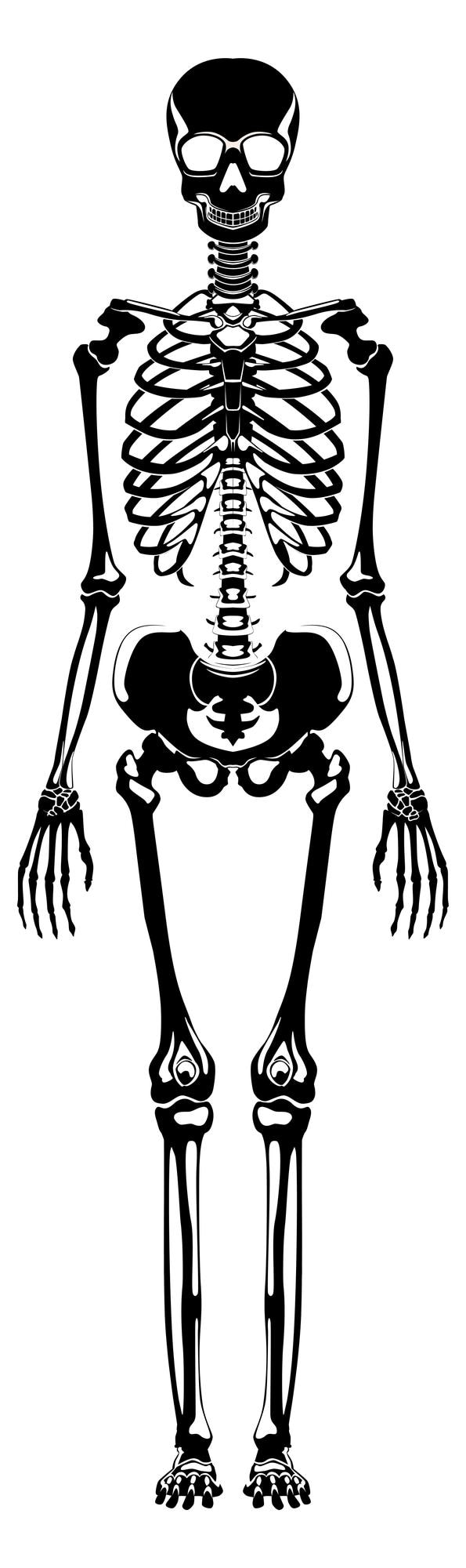 Wektor czarna sylwetka szkieletu kości ludzkie ilustracja medyczna