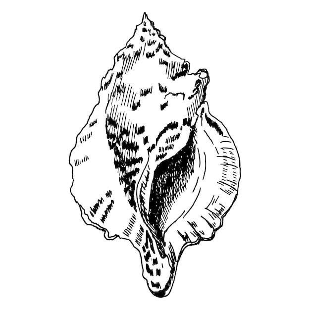 Plik wektorowy czarno-biała ilustracja muszli w ręcznie narysowanym atramentem