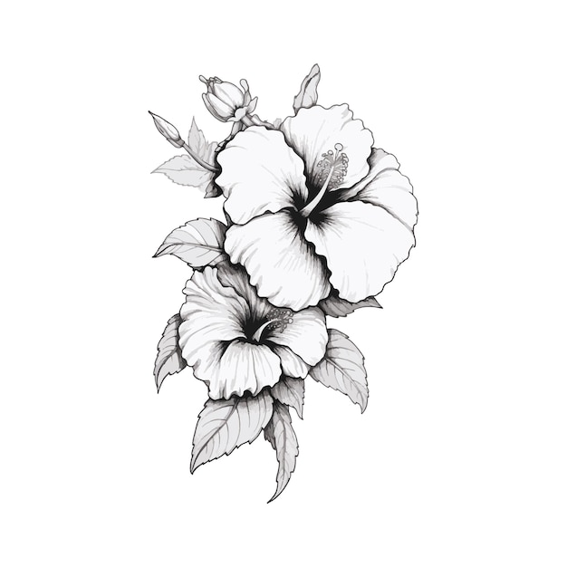 Plik wektorowy czarno-białe kwiaty hibiskusa na białym tle