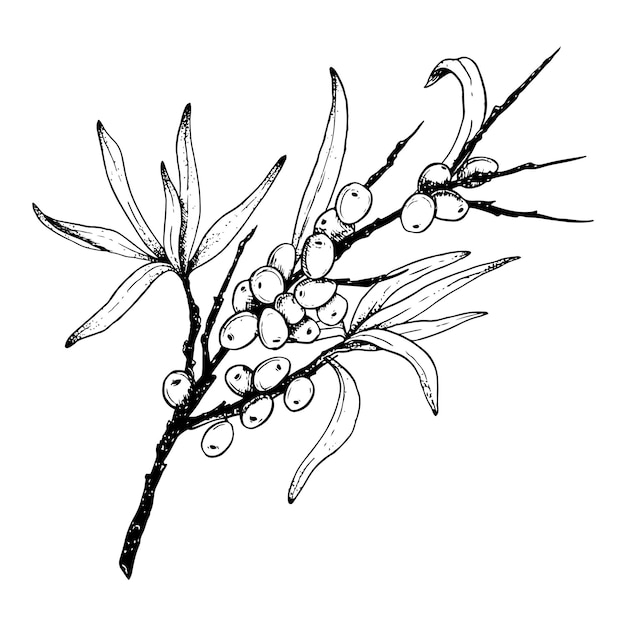 Czarno-biały graficzny oddział rokitnika z liśćmi i jagodami ręcznie rysowane ilustracji wektorowych