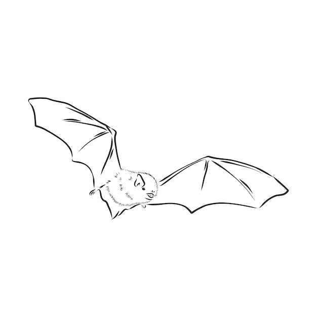 Czarno-biały latający nietoperz wampira Halloween, szkic styl wektor ilustracja na białym tle. Ręcznie rysowane, nietoperz wampir w stylu szkicu latający z szeroko rozpostartymi skrzydłami, obiekt Halloween