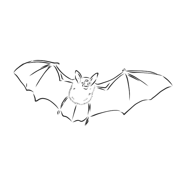Czarno-biały latający nietoperz wampira Halloween, szkic styl wektor ilustracja na białym tle. Ręcznie rysowane, nietoperz wampir w stylu szkicu latający z szeroko rozpostartymi skrzydłami, obiekt Halloween