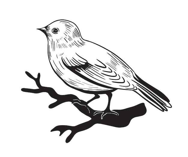 Czarno-biały Liniowy Rysunek Ptaka