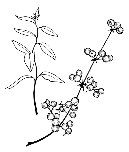 Plik wektorowy czarno-biały rysunek jagód i liści.